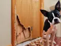 Boston terrier patrzy na zniszczone drzwi z płyty. Jak naprawić dziurę w drzwiach z płyty? Pies wygląda na winnego.
