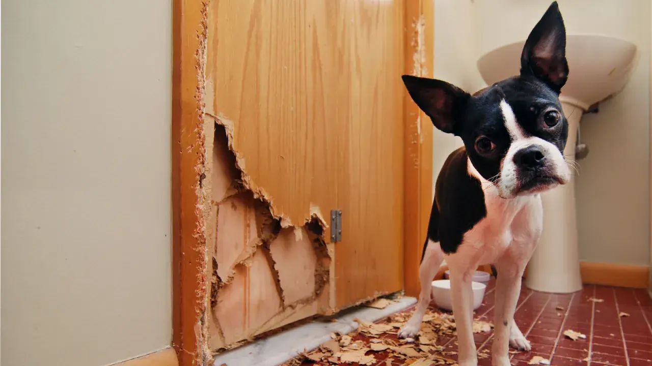 Boston terrier patrzy na zniszczone drzwi z płyty. Jak naprawić dziurę w drzwiach z płyty? Pies wygląda na winnego.