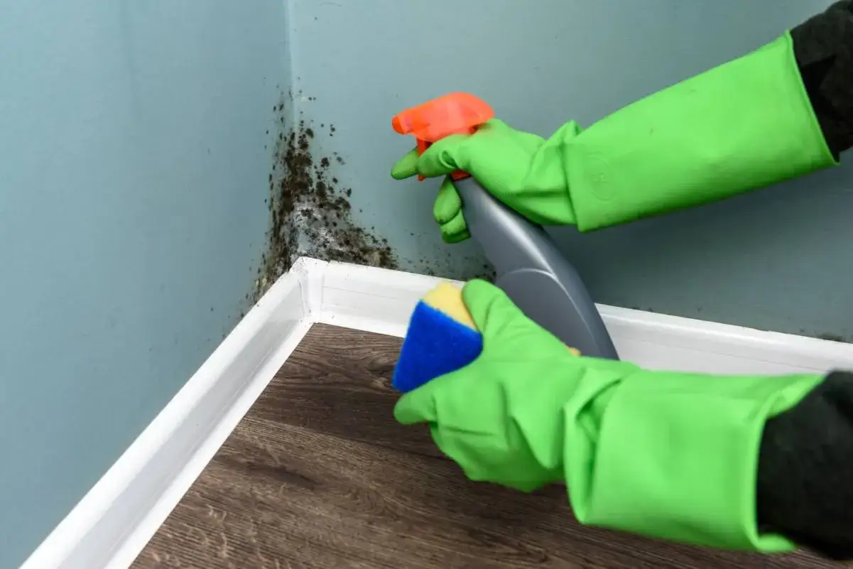 Ręce w zielonych rękawiczkach czyszczą grzyb na ścianie środkiem w sprayu i gąbką.