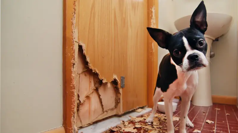 Boston terrier patrzy na zniszczone drzwi z płyty. Jak naprawić dziurę w drzwiach z płyty? Pies wygląda na winnego.